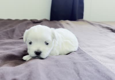 Billy 🌟 Elite All-White Toy Malshi Male, a male Maltese and Mal Shi for sale in Rockaway, NJ – 2 of 3