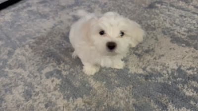 Billy 🐶 White Malshi Ready Now, a male Maltese and Mal Shi for sale in Rockaway, NJ – 7 of 8