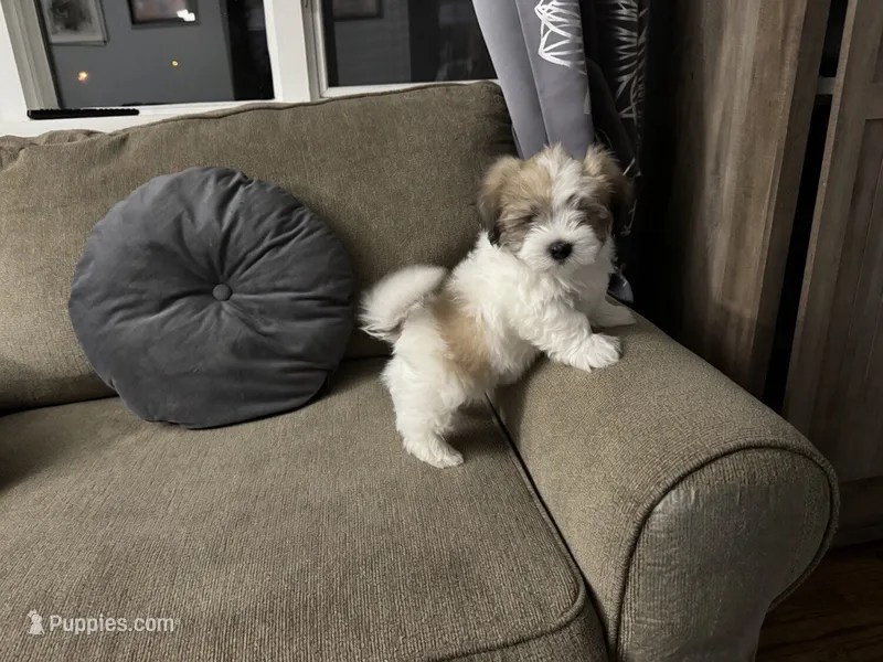 🤍 Brian | White and Tan Malshi Puppy – Maltese, Mal Shi puppy for sale in Rockaway, NJ