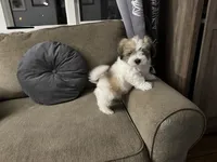 🤍 Brian | White and Tan Malshi Puppy, a male Maltese and Mal Shi for sale in Rockaway, NJ – 1 of 6