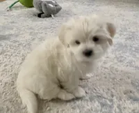 Elaine | White Malshi Ready Now, a female Maltese and Shih Tzu for sale in Rockaway, NJ – 6 of 8