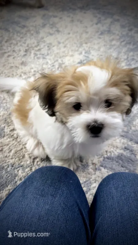 Brian | White and Tan Malshi |Ready Now – Maltese, Shih Tzu puppy for sale in Rockaway, NJ