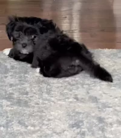 🤍 Jackie | Tuxedo Black & White Malshi Ready 7/18, a female Maltese and Shih Tzu for sale in Rockaway, NJ – 6 of 6