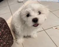 Billy 🐶 White Malshi Ready Now, a male Maltese and Mal Shi for sale in Rockaway, NJ – 3 of 8