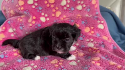 Jackie 🐾 Black Tuxedo Designer small non-shedding Malshi Female , a female Maltese and Mal Shi for sale in Rockaway, NJ – 6 of 10