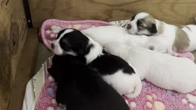 David 🌟 Elite Black & White Parti Toy Malshi Male, a male Maltese and Mal Shi for sale in Rockaway, NJ – 4 of 5