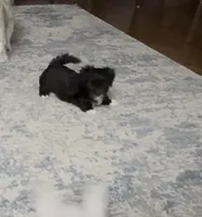 🤍 Jackie | Tuxedo Black & White Malshi Ready 7/18, a female Maltese and Shih Tzu for sale in Rockaway, NJ – 5 of 6