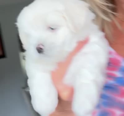 Elaine 🌟 White small breed non-shedding Malshi Female, a female Maltese and Mal Shi for sale in Rockaway, NJ – 2 of 7