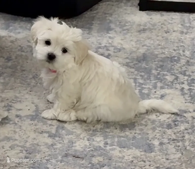 🤍 Elaine | White Malshi Ready 7/18 – Maltese, Shih Tzu puppy for sale in Rockaway, NJ