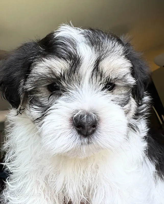 David 🌟 Black & White Malshi small breed non-shedding Malshi – Maltese, Mal Shi puppy for sale in Rockaway, NJ