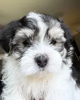 🤍 David | Black & White Malshi Puppy, a male Maltese and Mal Shi for sale in Rockaway, NJ – 2 of 6