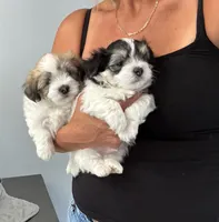 🤍 Brian | White and Tan Malshi |Ready for forever home 7/18!, a male Maltese and Mal Shi for sale in Rockaway, NJ – 5 of 8