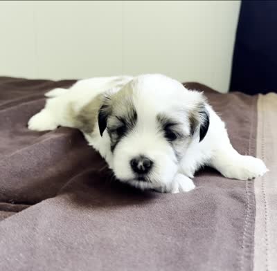 Brian 🌟 Elite Tan & White Parti Toy Malshi Male, a male Maltese and Mal Shi for sale in Rockaway, NJ – 2 of 3