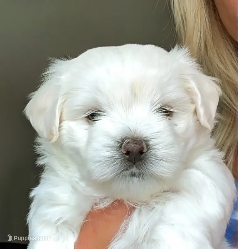 Elaine 🌟 White Designer small breed non-shedding Malshi Female – Maltese, Mal Shi puppy for sale in Rockaway, NJ