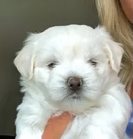 Elaine 🌟 White small breed non-shedding Malshi Female, a female Maltese and Mal Shi for sale in Rockaway, NJ – 1 of 7