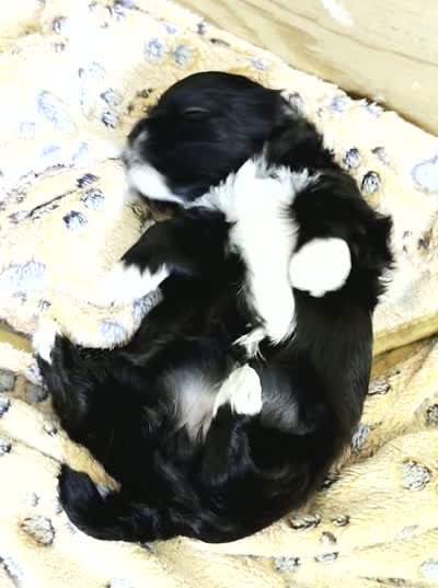 Jackie 🐾 Premium Black Tuxedo Malshi Female , a female Maltese and Mal Shi for sale in Rockaway, NJ – 4 of 5