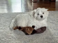 Billy - fluffy teddy bear Malshi Ready Now, a male Maltese and Mal Shi for sale in Rockaway, NJ – 5 of 7