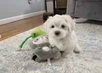 Billy | White Malshi Puppy Ready Now, a male Maltese and Shih Tzu for sale in Rockaway, NJ – 2 of 7