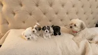 Jackie 🐾 Black Tuxedo Designer small non-shedding Malshi Female , a female Maltese and Mal Shi for sale in Rockaway, NJ – 7 of 10