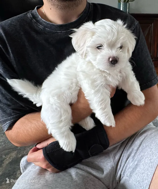 🤍 Billy | White Malshi Puppy – Maltese, Mal Shi puppy for sale in Rockaway, NJ