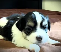 David 🌟 Elite Black & White Parti Toy Malshi Male, a male Maltese and Mal Shi for sale in Rockaway, NJ – 1 of 5