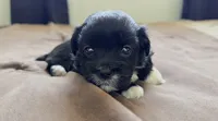 Jackie 🐾 Premium Black Tuxedo Malshi Female , a female Maltese and Mal Shi for sale in Rockaway, NJ – 1 of 5