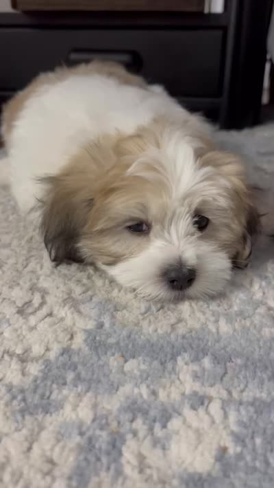 Brian | White and Tan Malshi |Ready Now, a male Maltese and Shih Tzu for sale in Rockaway, NJ – 2 of 7