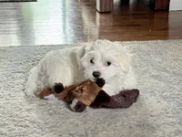 Billy - fluffy teddy bear Malshi Ready Now, a male Maltese and Mal Shi for sale in Rockaway, NJ – 6 of 7