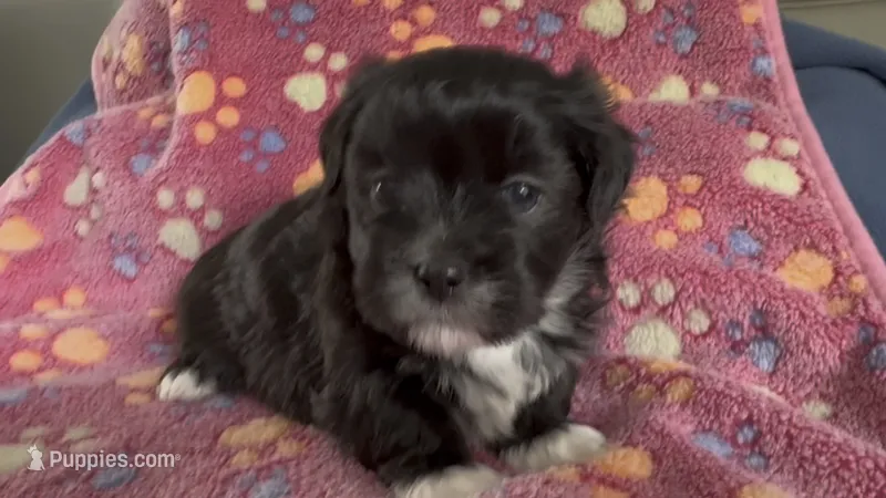 Jackie 🐾 Black Tuxedo Malshi Female  – Maltese, Mal Shi puppy for sale in Rockaway, NJ