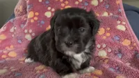 Jackie 🐾 Black Tuxedo Designer small non-shedding Malshi Female , a female Maltese and Mal Shi for sale in Rockaway, NJ – 1 of 10