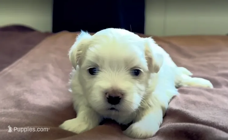 Billy 🌟 Elite All-White Toy Malshi Male – Maltese, Mal Shi puppy for sale in Rockaway, NJ