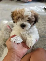 🤍 Brian | White and Tan Malshi |Ready for forever home 7/18!, a male Maltese and Mal Shi for sale in Rockaway, NJ – 4 of 8