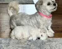 🤍 Billy | White Malshi Puppy Ready 7/18, a male Maltese and Shih Tzu for sale in Rockaway, NJ – 5 of 8
