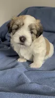 Brian 🌟 Tan & White Parti Toy Malshi Male, a male Maltese and Mal Shi for sale in Rockaway, NJ – 1 of 8