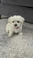 Elaine | White Malshi Ready Now, a female Maltese and Shih Tzu for sale in Rockaway, NJ – 4 of 8
