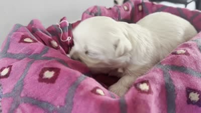 Billy 🌟 Elite All-White Toy Malshi Male, a male Maltese and Mal Shi for sale in Rockaway, NJ – 3 of 3