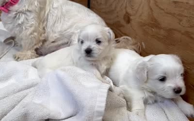 Billy 🌟 All-White Toy Malshi Male, a male Maltese and Mal Shi for sale in Rockaway, NJ – 4 of 7