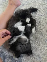 🤍 Jackie | Tuxedo Black & White Malshi Ready 7/18, a female Maltese and Shih Tzu for sale in Rockaway, NJ – 3 of 6