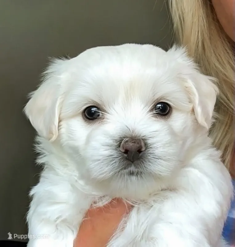 Elaine 🌟 White small breed non-shedding Malshi Female – Maltese, Mal Shi puppy for sale in Rockaway, NJ