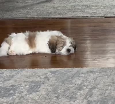 🤍 Brian | White and Tan Malshi |Ready for forever home 7/18!, a male Maltese and Mal Shi for sale in Rockaway, NJ – 6 of 8