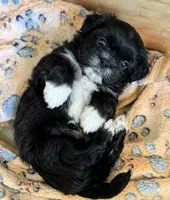Jackie 🐾 Premium Black Tuxedo Malshi Female , a female Maltese and Mal Shi for sale in Rockaway, NJ – 2 of 5