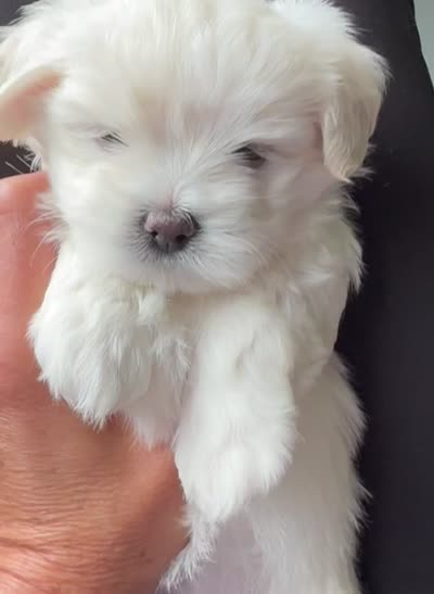 Elaine 🌟 White small breed non-shedding Malshi Female, a female Maltese and Mal Shi for sale in Rockaway, NJ – 4 of 7