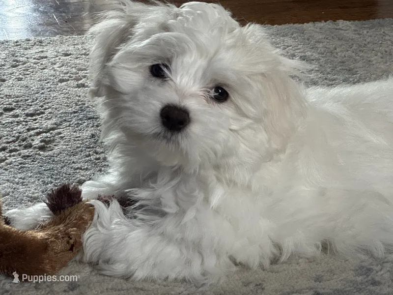 Billy 🐶 White Malshi Ready Now – Maltese, Mal Shi puppy for sale in Rockaway, NJ