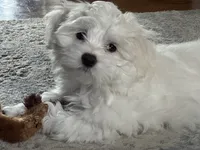 Billy - fluffy teddy bear Malshi Ready Now, a male Maltese and Mal Shi for sale in Rockaway, NJ – 1 of 7