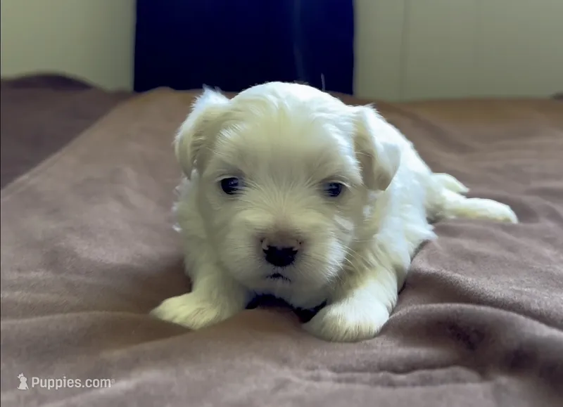 Elaine 🌟 Elite All-White Toy Malshi Female – Maltese, Mal Shi puppy for sale in Rockaway, NJ