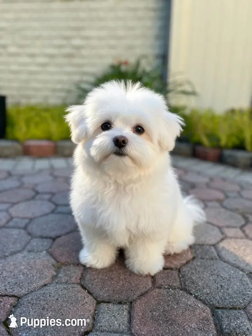 Jackie 🐾 Premium Black Tuxedo Malshi Female , a female Maltese and Mal Shi for sale in Rockaway, NJ – 5 of 5