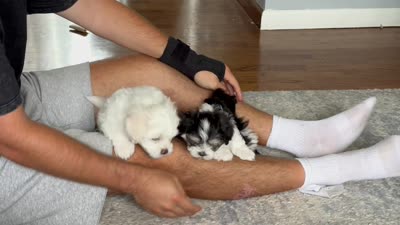 🤍 Billy | White Malshi Puppy Ready 7/18, a male Maltese and Shih Tzu for sale in Rockaway, NJ – 6 of 8