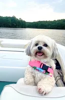 Elaine 🌟 All-White Toy Malshi Female, a female Maltese and Mal Shi for sale in Rockaway, NJ – 5 of 7