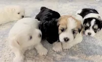 Brian 🌟 Tan & White Parti Toy Malshi Male, a male Maltese and Mal Shi for sale in Rockaway, NJ – 4 of 8
