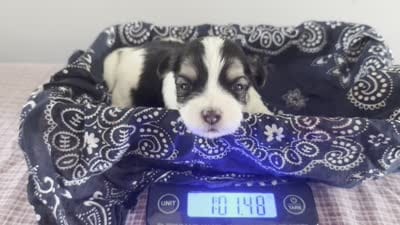 David 🌟 Elite Black & White Parti Toy Malshi Male, a male Maltese and Mal Shi for sale in Rockaway, NJ – 2 of 5